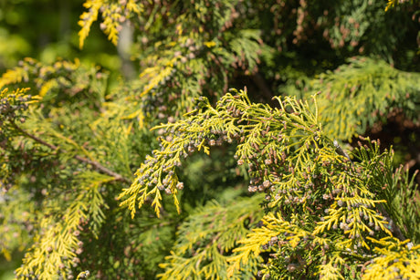 Chamaecyparis laws. 'Kelleriis Gold' , erhältlich von 30-40 bis 200-225 cm;;ab 16,90 Euro