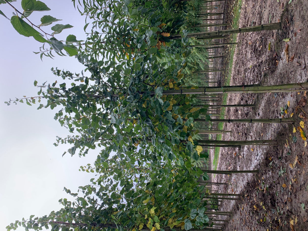 Tilia euchlora als Pflanze im Beet, erhältlich von 270-330 bis 450-650 cm; Einsatz: ;;ab 198,00 Euro