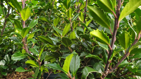 Hauptsächlich oberflächlich; hier mit Belaubung; bietet Vögeln Nistplatz; Einsatzmöglichkeit z.B. : Sichtschutz;;günstig mit Qualität