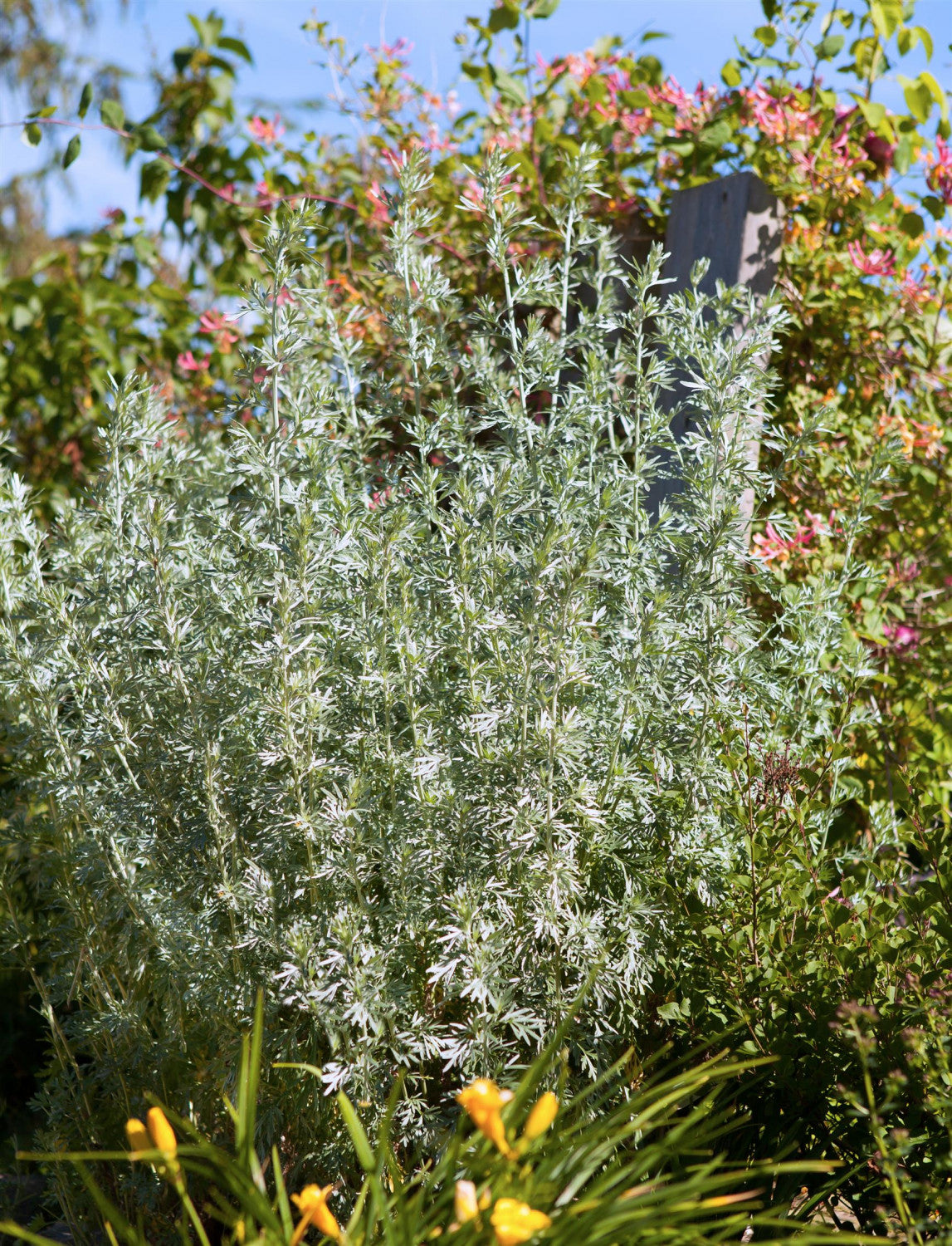 Artemisia abrotanum ;;ab 4,30 Euro
