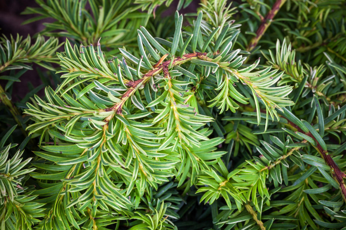 Taxus baccata 'Repandens Aurea' , erhältlich von 20-25 bis 30-40 cm, ;;ab 14,95 Euro