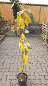 Synonym (alte Bezeichnung): Prunus serrulata erecta CAC; vorbereitet für Versand; winterhart; Einsatzmöglichkeit z.B. : Kübelbepflanzung;;Pflanzen vom Profi