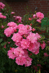 Rosa 'Maxi Vita' BT; hier mit Blüte; winterhart; Einsatzmöglichkeit z.B. : Solitär;;ab 11,10 Euro