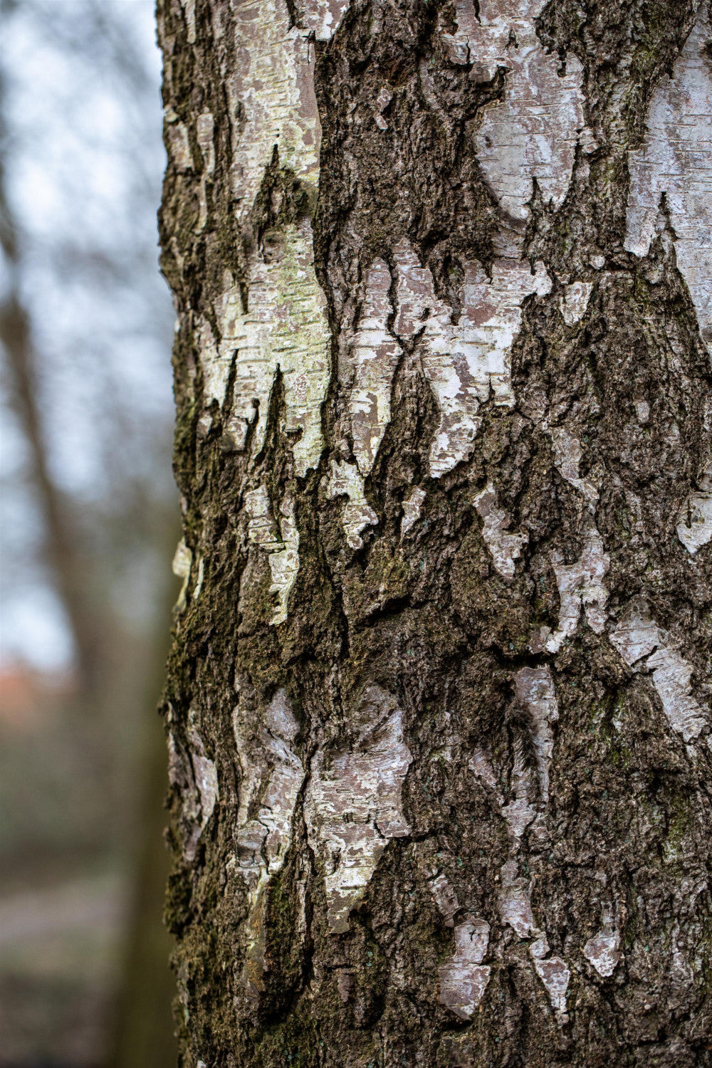 Synonym (alte Bezeichnung): Betula alba Rinde; Einsatz: Vogelschutzattraktive Rinde;;ab 1,30 Euro