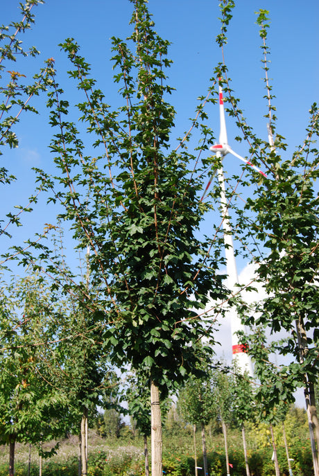 Acer campestre VkG 1 , erhältlich von 50-80 bis 450-650 cm;;ab 2,56 Euro