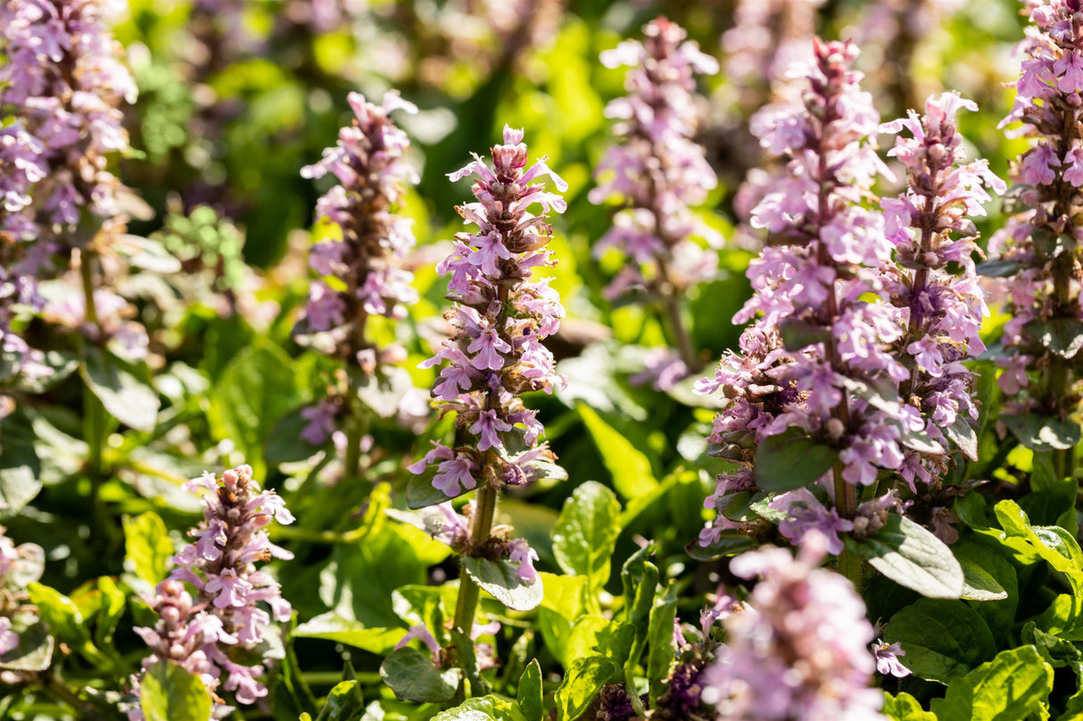Ajuga reptans 'Rosea' mit Blüte; Einsatz: ;;ab 3,50 Euro