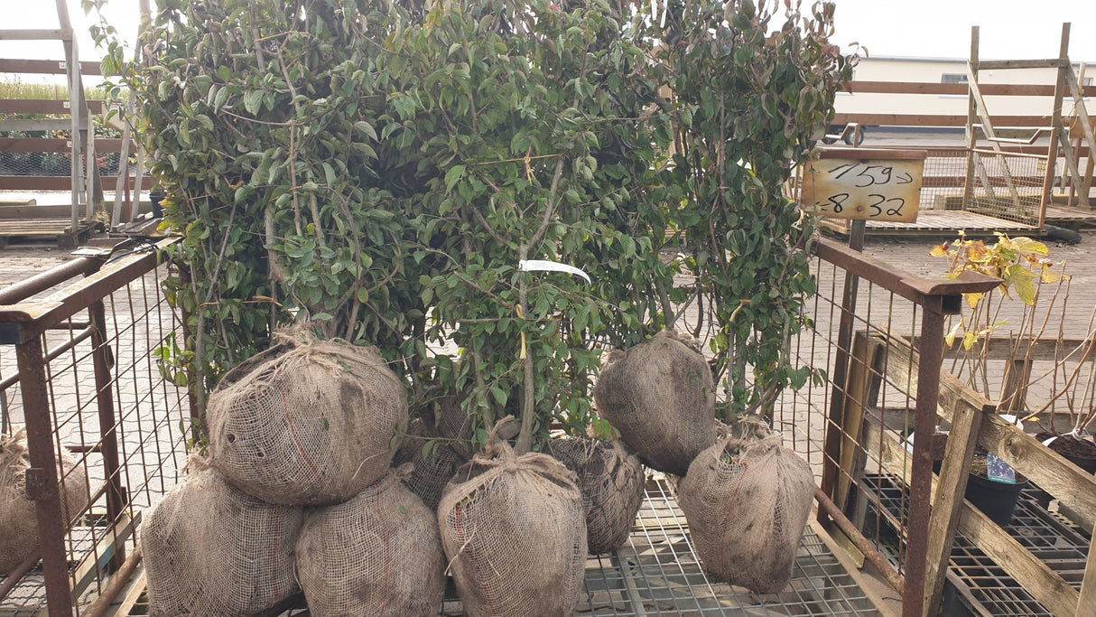 Cornus mas VkG 1, 2, 3, 4, 5, 6 Versand; Einsatz: , ;;ab 2,85 Euro