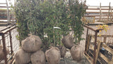 Cornus mas VkG 1, 2, 3, 4, 5, 6 Versand; Einsatz: , ;;ab 2,85 Euro