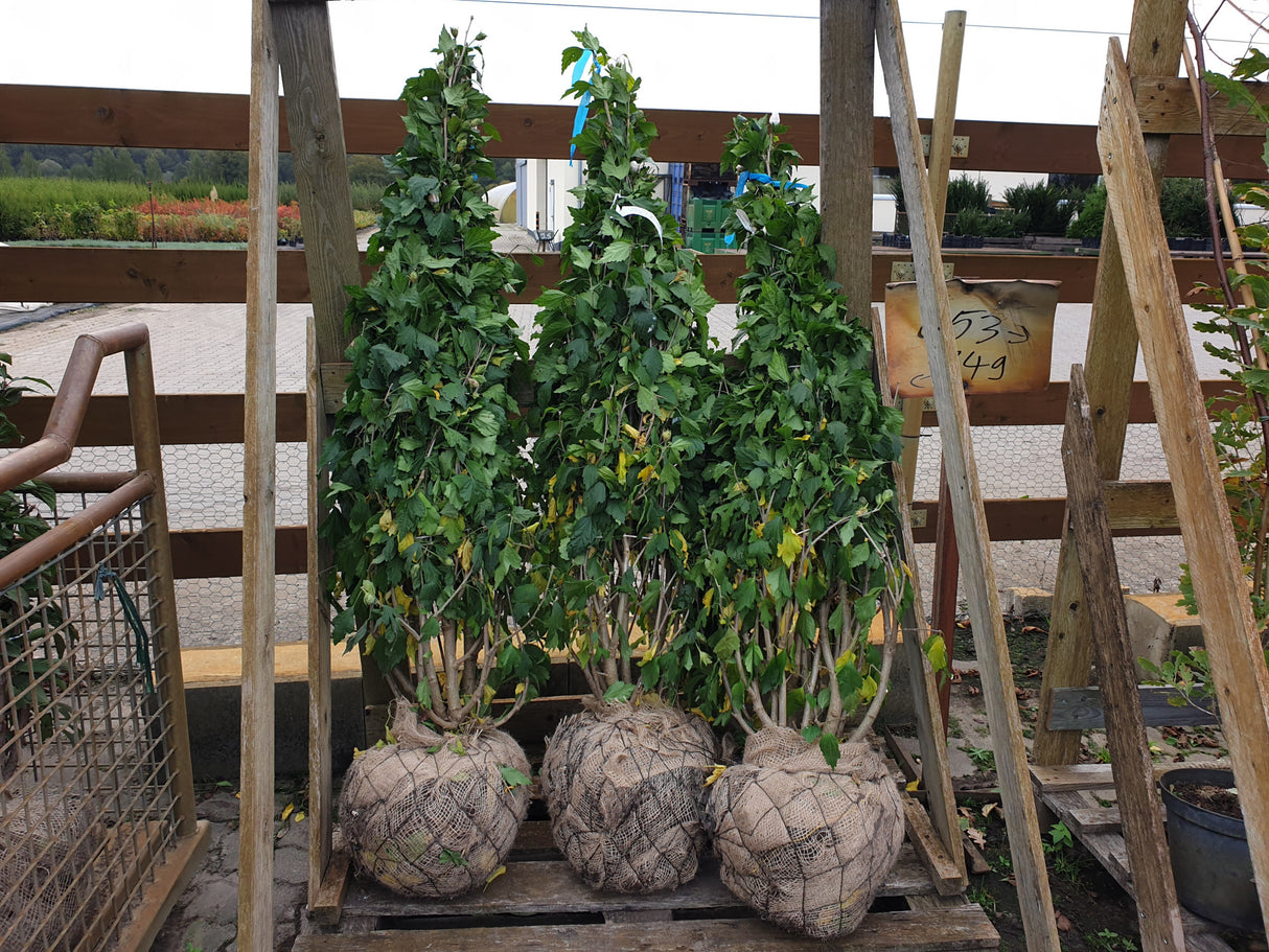 Hibiscus syriacus 'Red Heart'; vorbereitet für Versand; bienenfreundlich; Einsatzmöglichkeit z.B. : Kübel;;mit zeitnaher Lieferung