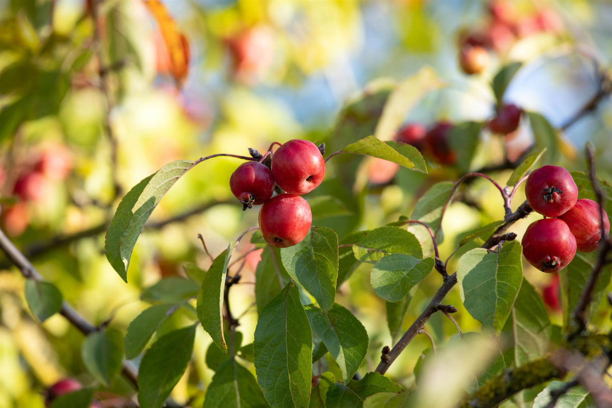Zierapfel 'Rudolph' mit Früchten, verfügbar in 22 Größen und Varianten; Einsatz: Terrasseherbstfärbung;;hier kaufen