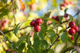 Zierapfel 'Rudolph' mit Früchten, verfügbar in 22 Größen und Varianten; Einsatz: Terrasseherbstfärbung;;hier kaufen