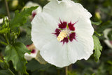 Hibiscus 'Monstrosus'; hier mit Blüte; große Blüten; Einsatzmöglichkeit z.B. : Solitärgehölz; verfügbar in 12 Größen und Varianten;;ab 33,30 Euro