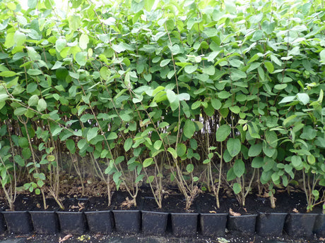 Rote Heckenkirsche; als Pflanze im Beet; winterhart; Einsatzmöglichkeit z.B. : Heckenpflanze;;günstig mit Qualität