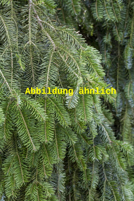 Genaues Foto für Abies alba folgt; dieses ähnliche Bild dienst der Illustration von Weißtanne