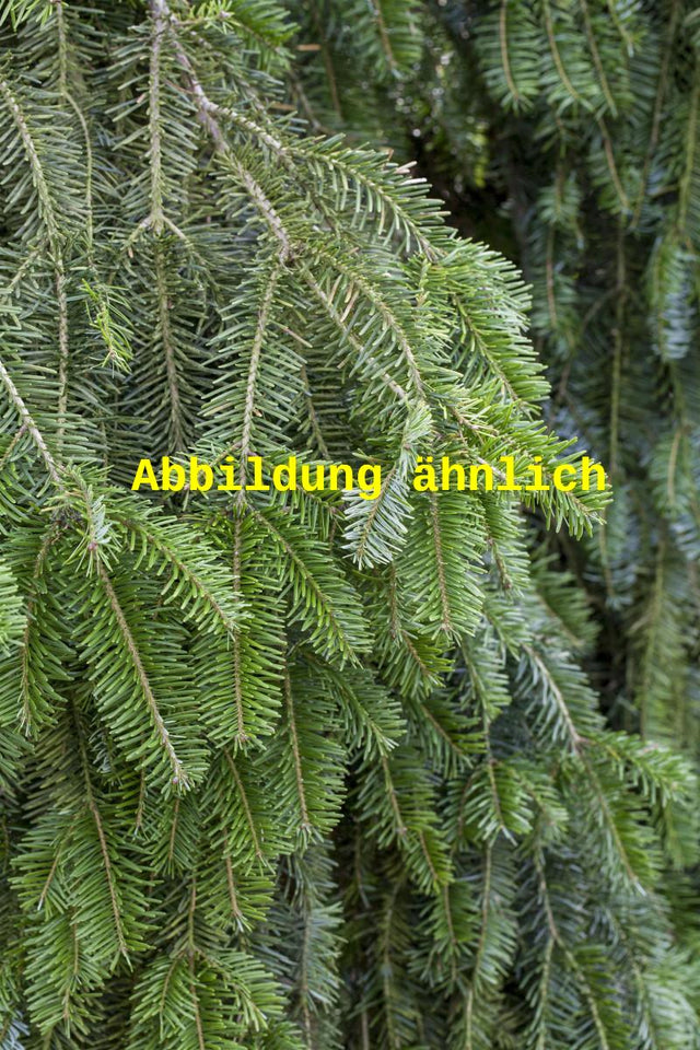 Genaues Foto für Abies alba folgt; dieses ähnliche Bild dienst der Illustration von Weißtanne