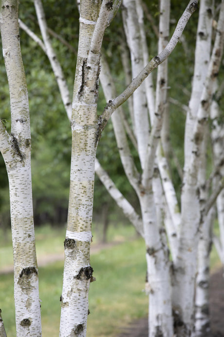 Betula pubescens HkG 80504 Rinde, erhältlich von 30-50 bis 80-120 cm; Einsatz: ;;ab 0,90 Euro