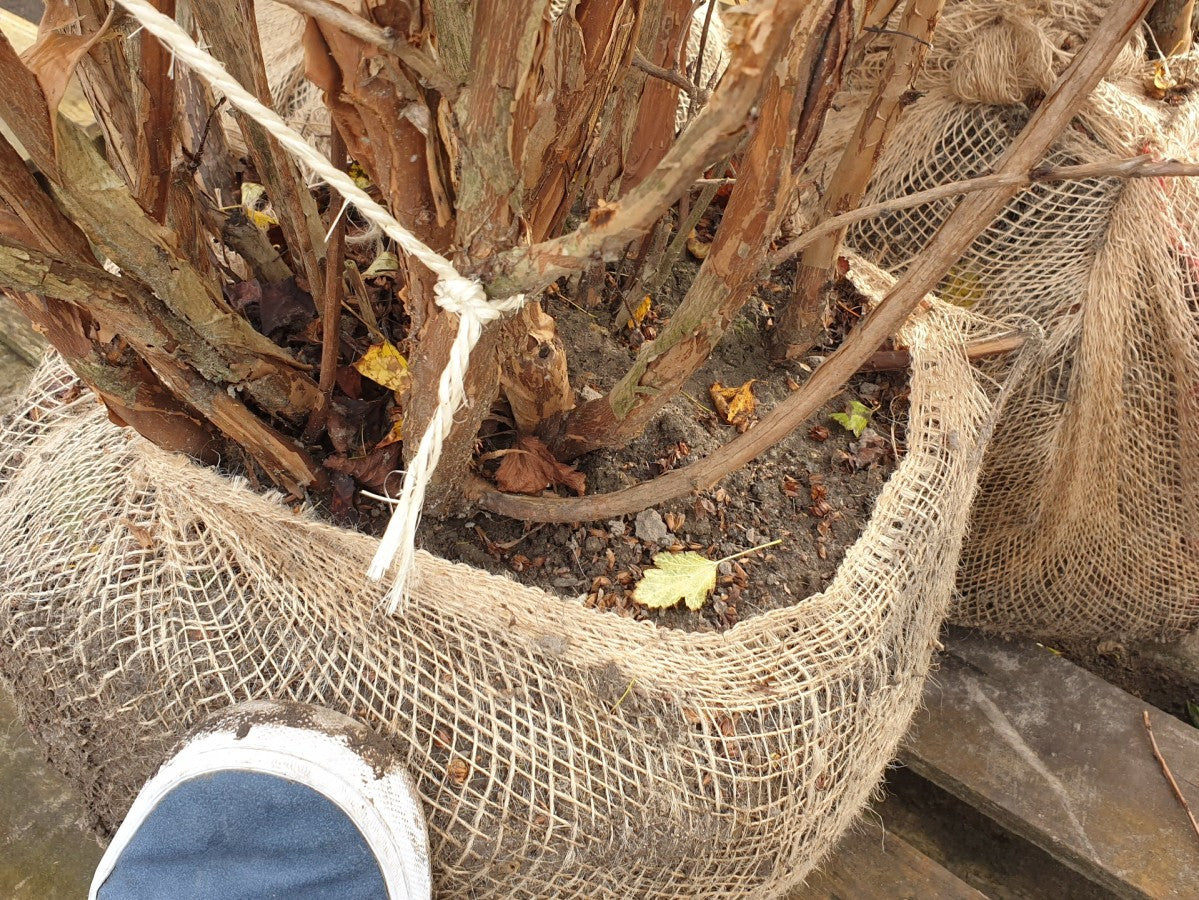 Blasenstrauch; hier als Ballenpflanze; winterhart; Einsatzmöglichkeit z.B. : Solitär;;günstig mit Qualität