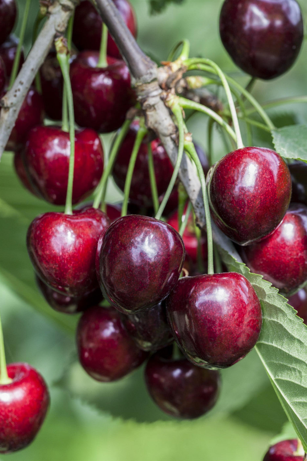 Prunus av. 'Kordia' mit Früchten, erhältlich von 150-200 bis 450-650 cm; Einsatz: ;;ab 22,20 Euro