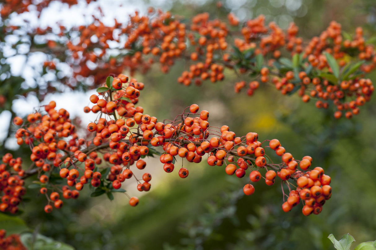 Pyracantha 'Teton' mit Früchten, erhältlich von 40-60 bis 125-150 cm; Einsatz: ;;ab 7,55 Euro