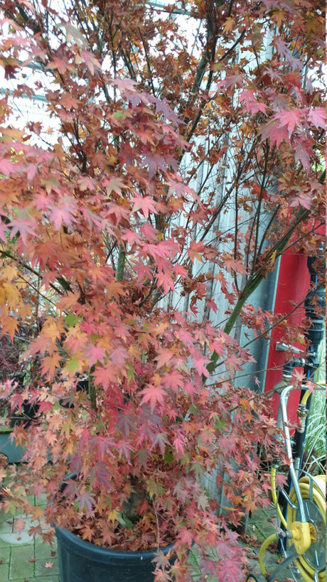Acer palmatum; hier im Topf; herbstfärbung; Einsatzmöglichkeit z.B. : kübelpflanze;;Pflanzen vom Profi