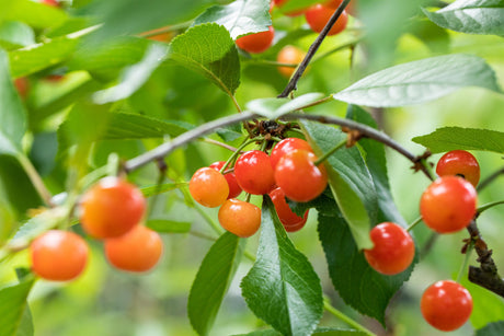 Prunus cer. 'Ludwigs Frühe' mit Früchten, erhältlich von 150-200 bis 450-650 cm; Einsatz: ;;ab 35,60 Euro