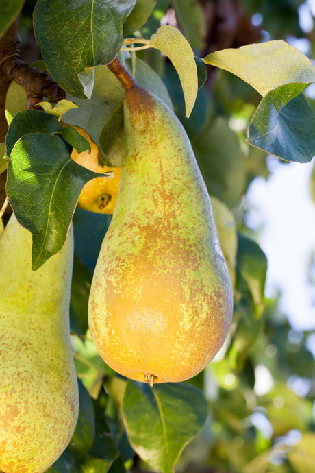 Pyrus com. 'Conferencebirne' mit Früchten, erhältlich von 150-200 bis 450-650 cm; Einsatz: ;;ab 38,50 Euro