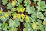 Alchemilla erythropoda; hier mit Blüte; schneckensicher (schneckenresistent); Einsatzmöglichkeit z.B. : Bodendecker;;ab 0,00 Euro
