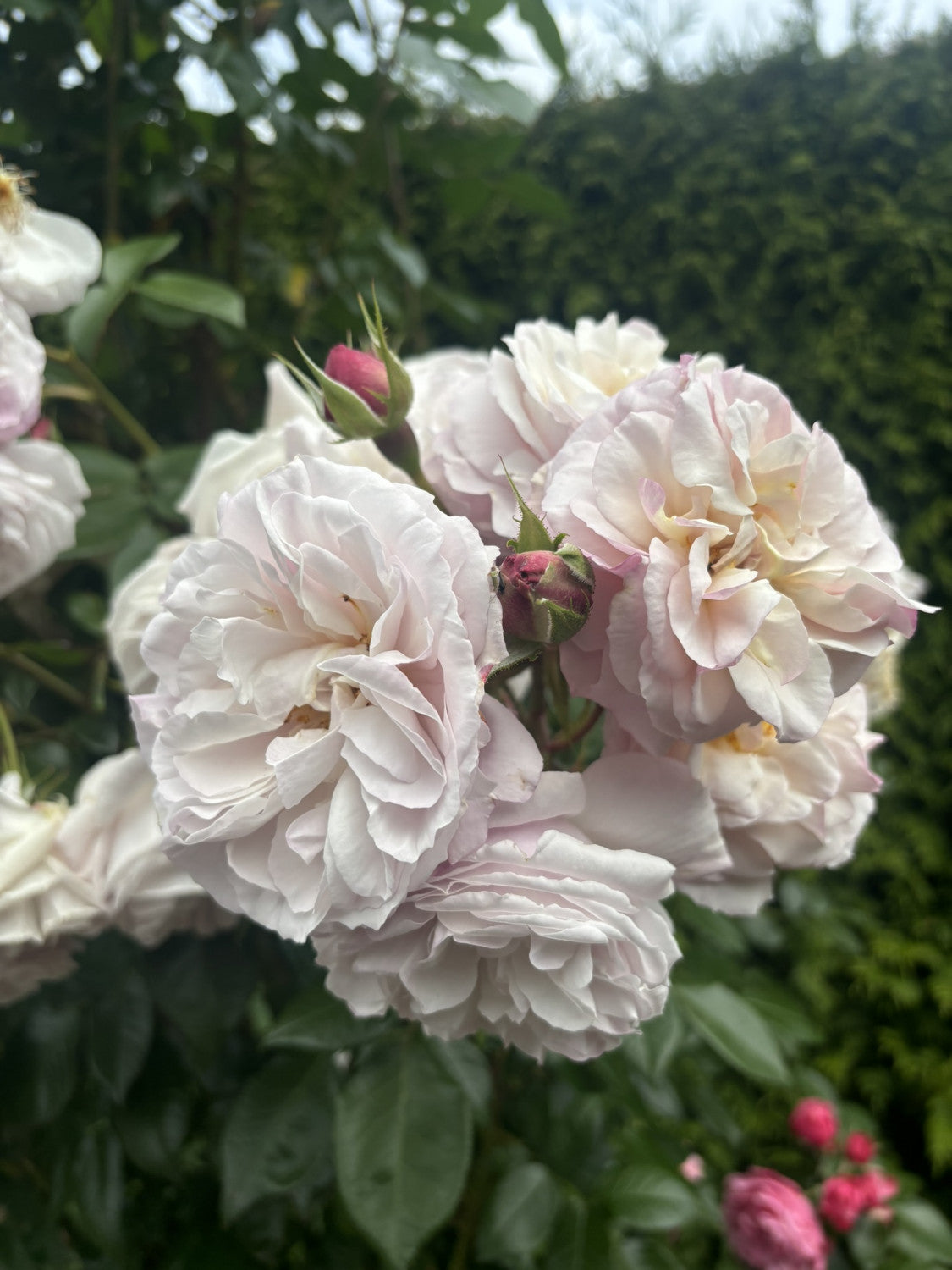 Rosa 'Herkules' STR mit Blüte; Einsatz: ;;ab 10,90 Euro