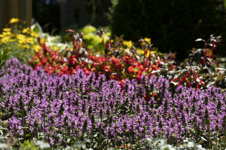 Stachys officinalis als Pflanze im Beet; Einsatz: , ;;ab 3,68 Euro