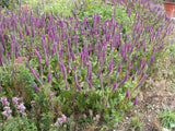 Teucrium hyrcanicum; winterhart;;ab 0,00 Euro