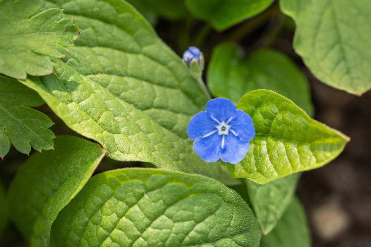 Omphalodes verna mit Blüte; Einsatz: ;;ab 3,95 Euro
