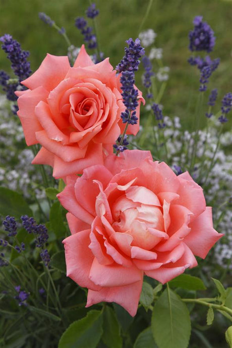 Rosa 'Hamburger Deern' TH mit Blüte; Einsatz: ;;ab 8,10 Euro