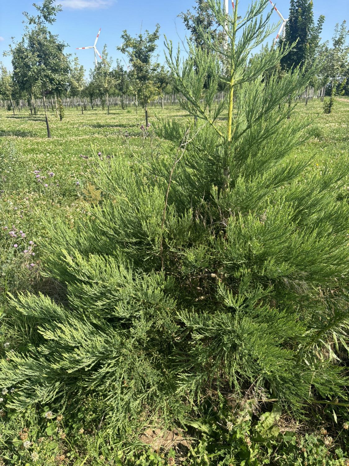 Sierra Redwood robust;;mit zeitnaher Lieferung