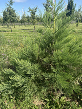 Sierra Redwood robust;;mit zeitnaher Lieferung