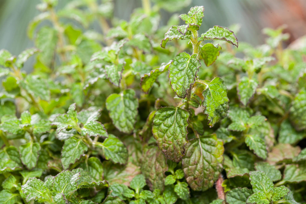 ERDBEERMINZE, Mentha ;;ab 3,70 Euro