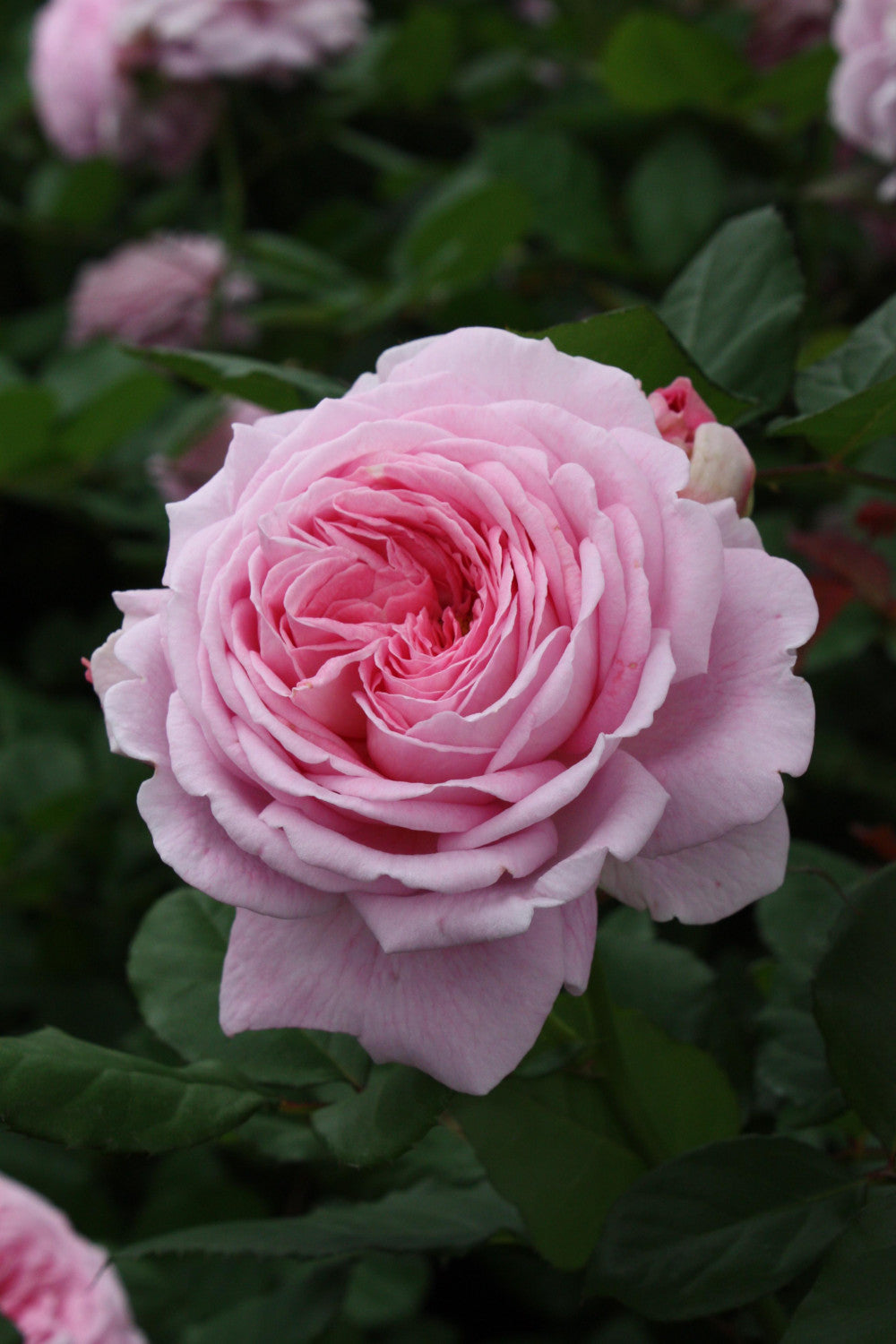 Rosa 'Rosengräfin Marie Henriette' BT ;;ab 11,80 Euro