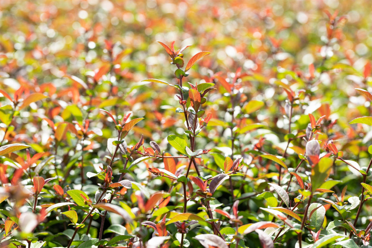 Chaenomeles 'Friesdorfer Typ 205' , erhältlich von 40-60 bis 80-100 cm;;ab 18,90 Euro