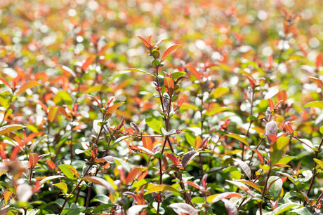 Chaenomeles 'Friesdorfer Typ 205' , erhältlich von 40-60 bis 80-100 cm;;ab 18,90 Euro