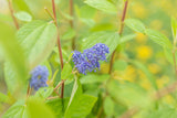Ceanothus delilianus 'Henry Desfosse'; hier mit Blüte; blütenpracht; Einsatzmöglichkeit z.B. : Bienenweide; verfügbar in 2 Größen und Varianten;;ab 21,70 Euro