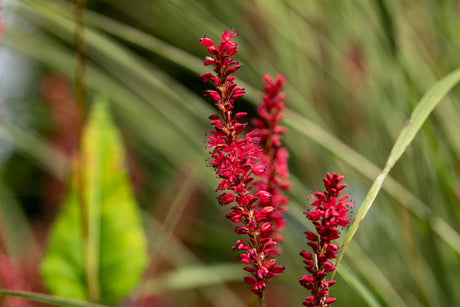 Bistorta amplexicaulis 'Speciosa' mit Blüte; Einsatz: ;;ab 7,75 Euro