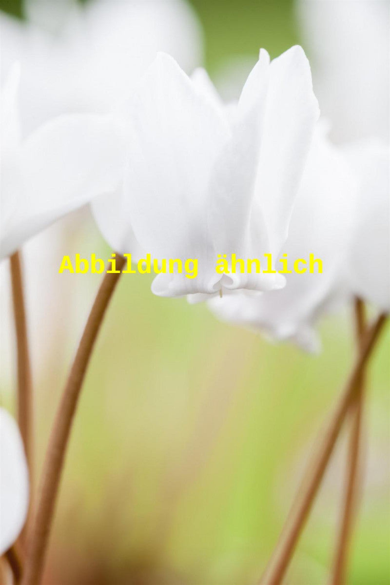Cyclamen hederifolium 'Album' (Garten-Herbst-Alpenveilchen)