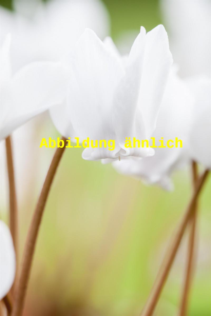 Cyclamen hederifolium 'Album' (Garten-Herbst-Alpenveilchen)