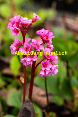 Genaues Foto für Bergenia cordifolia 'Rotblum' folgt; dieses ähnliche Bild dient der Illustration von Garten-Bergenie