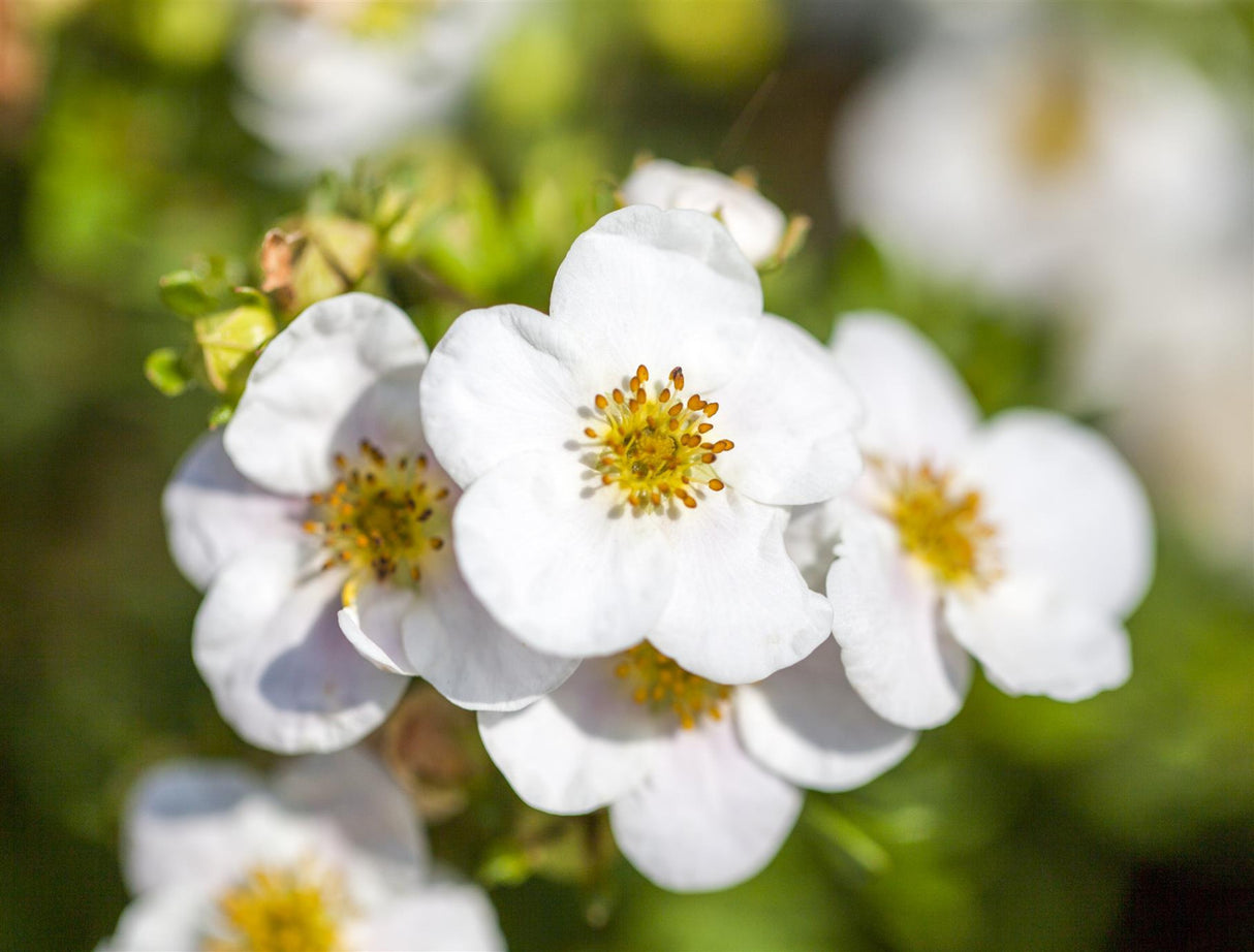 Potentilla nepalensis 'Abbotswood' mit Blüte; Einsatz: Flächenbegrünung;;Pflanzen vom Profi