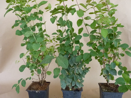 Rotfrüchtige Heckenkirsche; hier im Topf; bienenfreundlich; Einsatzmöglichkeit z.B. : Ziergehölz;;mit zeitnaher Lieferung