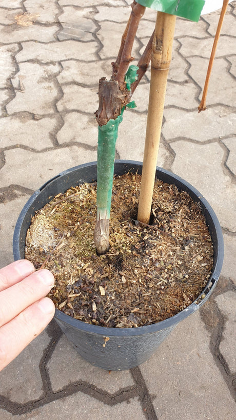 Vitis 'Phönix'; hier im Topf; winterhart; Einsatzmöglichkeit z.B. : Freiland;;günstig mit Qualität