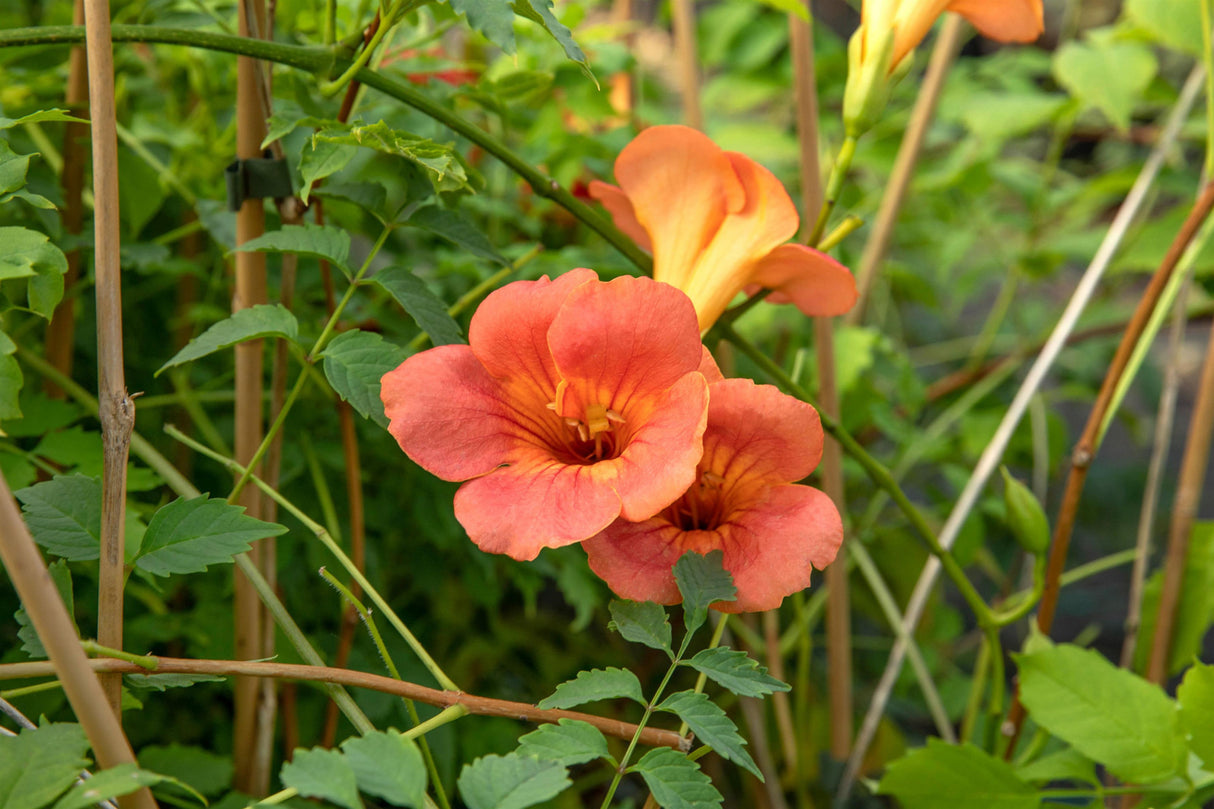 Campsis tagliabuana 'Mme Galen' , erhältlich von 80-100 bis 100-150 cm ;;ab 44,80 Euro