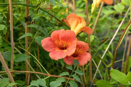Campsis tagliabuana 'Mme Galen' , erhältlich von 80-100 bis 100-150 cm;;ab 44,80 Euro