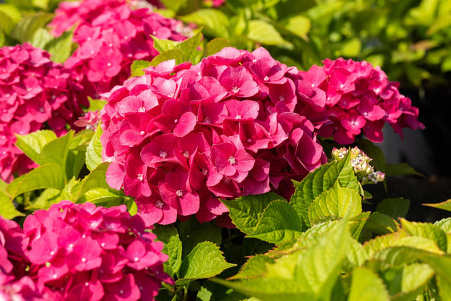 Hydrangea macrophylla 'Freudenstein' mit Blüte, erhältlich von 40-60 bis 60-80 cm; Einsatz: ;;ab 58,00 Euro
