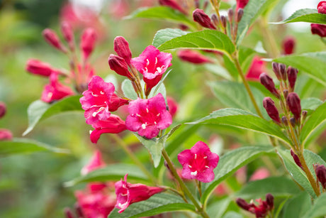 Weigela 'Bristol Ruby' mit Blüte, erhältlich von 40-60 bis 200-250 cm; Einsatz: ;;ab 6,90 Euro